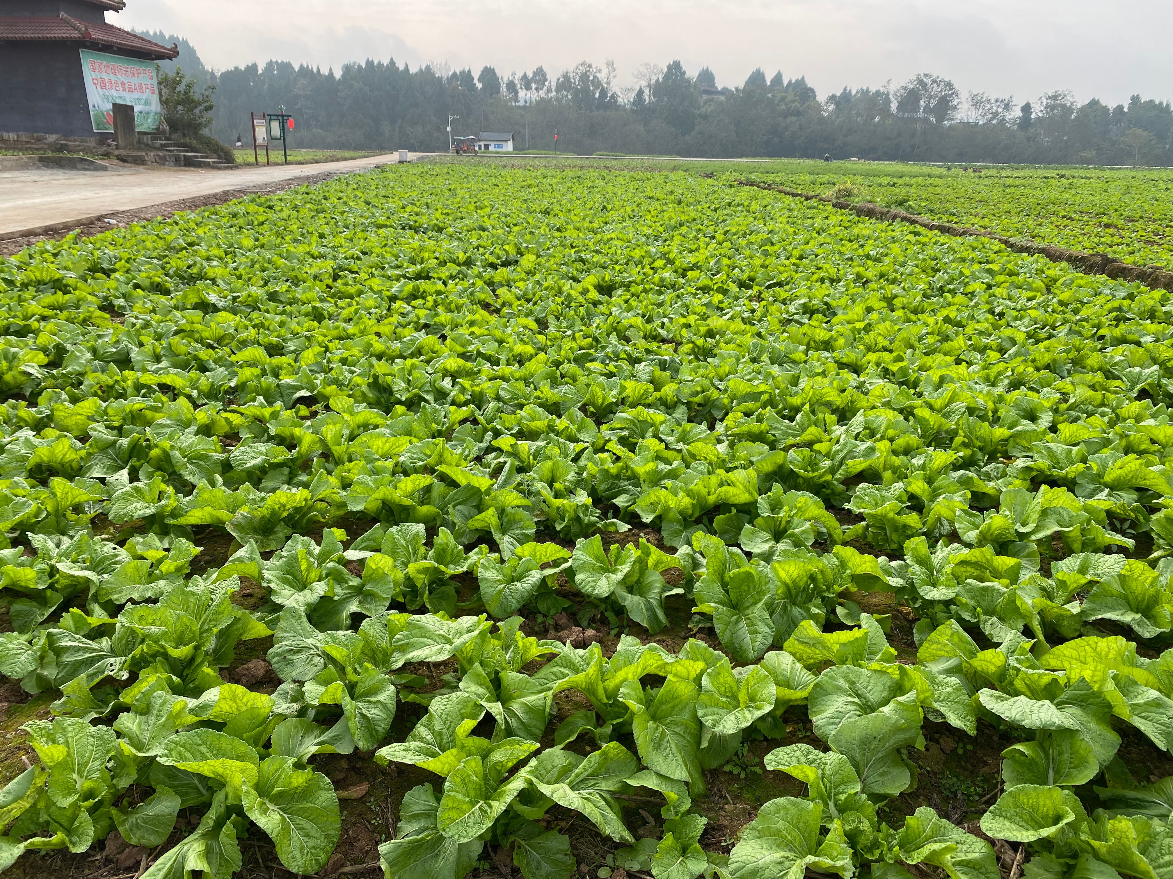 四川泡青菜种子宽帮青菜种子酸菜种子鲜食腌制两用泡菜厂收专用