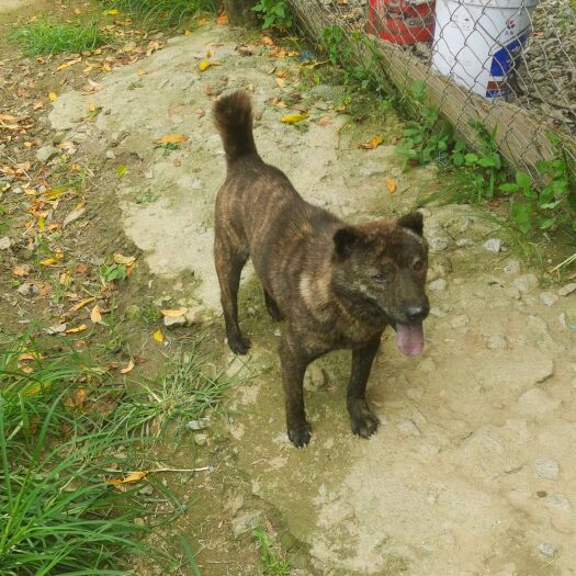 罗城县中华田园犬