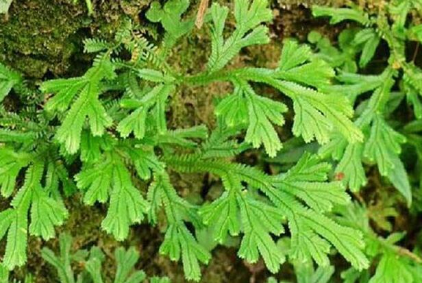 深山老林石上柏