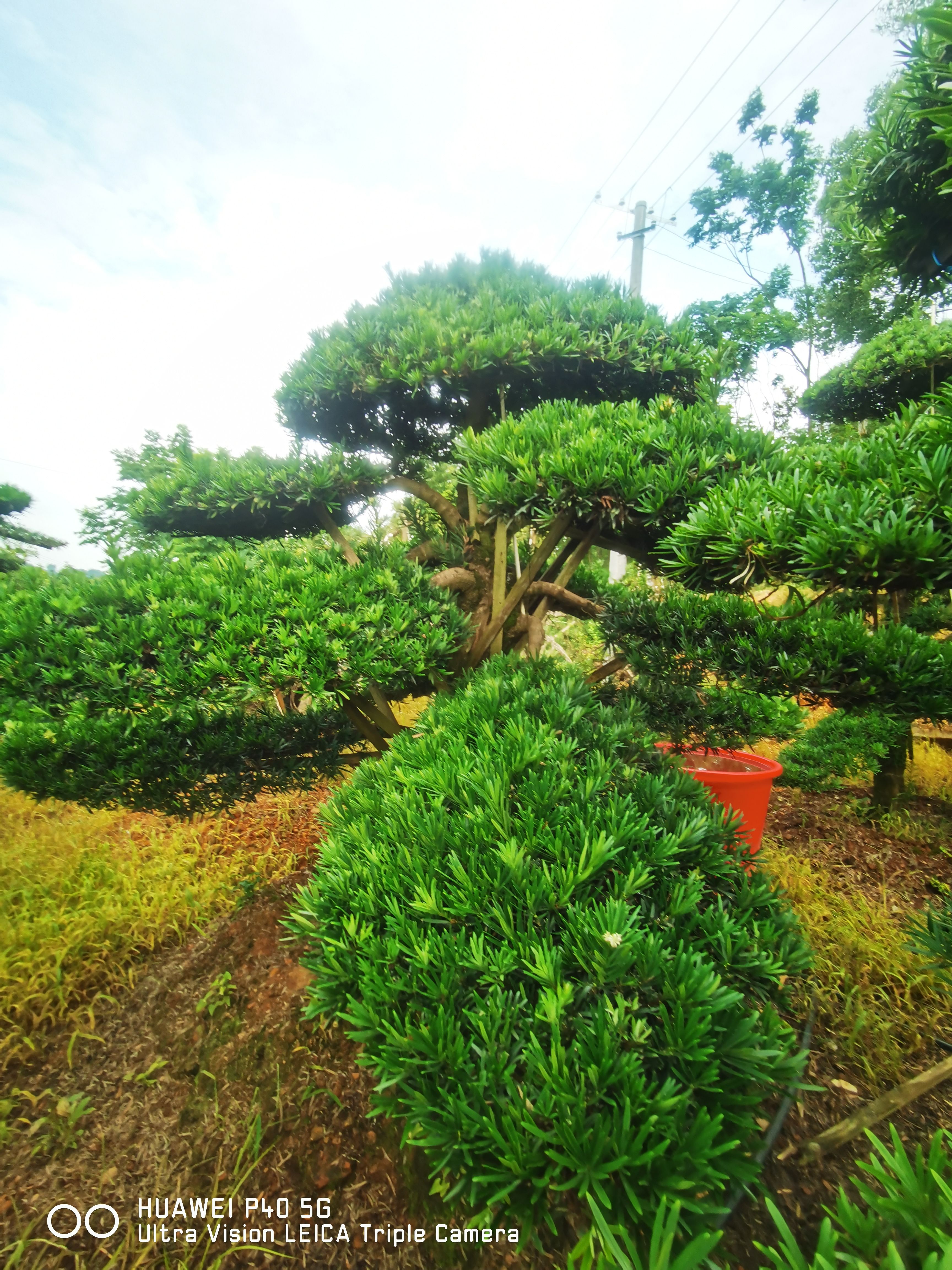 造型罗汉松 罗汉松 园林景观造型树