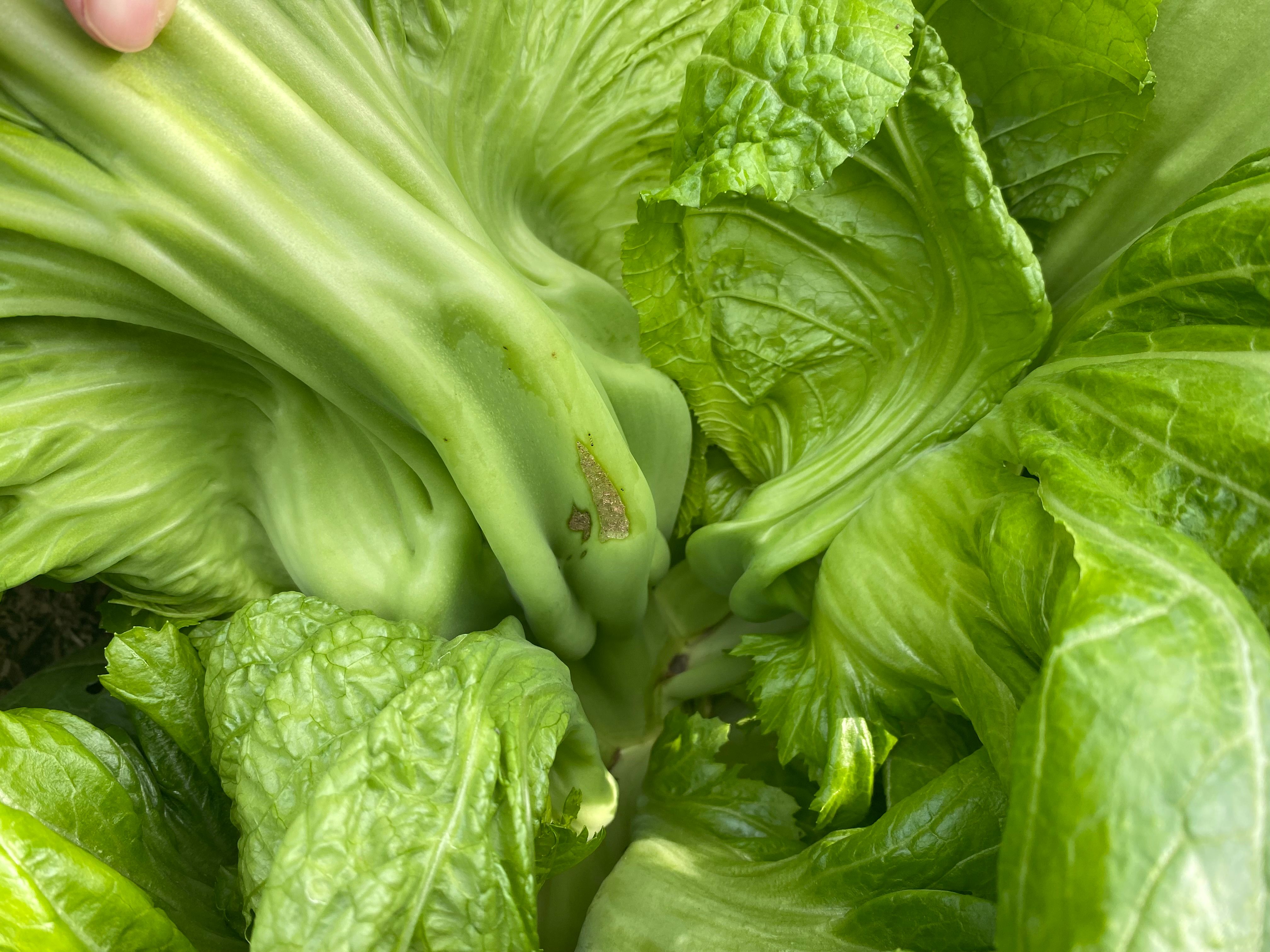 四川泡青菜种子宽帮青菜种子酸菜种子鲜食腌制两用泡菜厂收专用