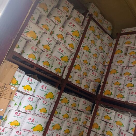 安丘市荷兰 坤元系列土豆