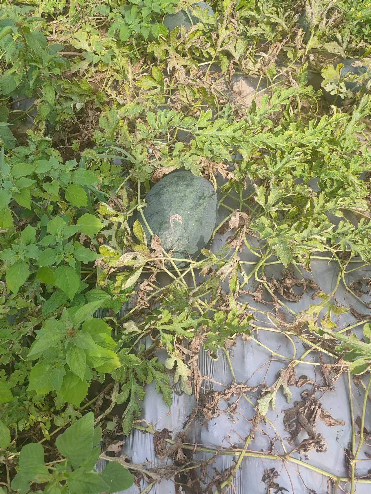 西瓜