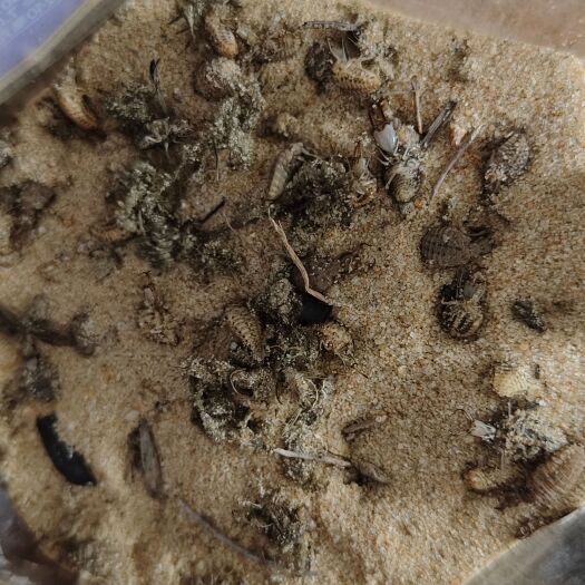 汕尾中药物、农村金沙牛