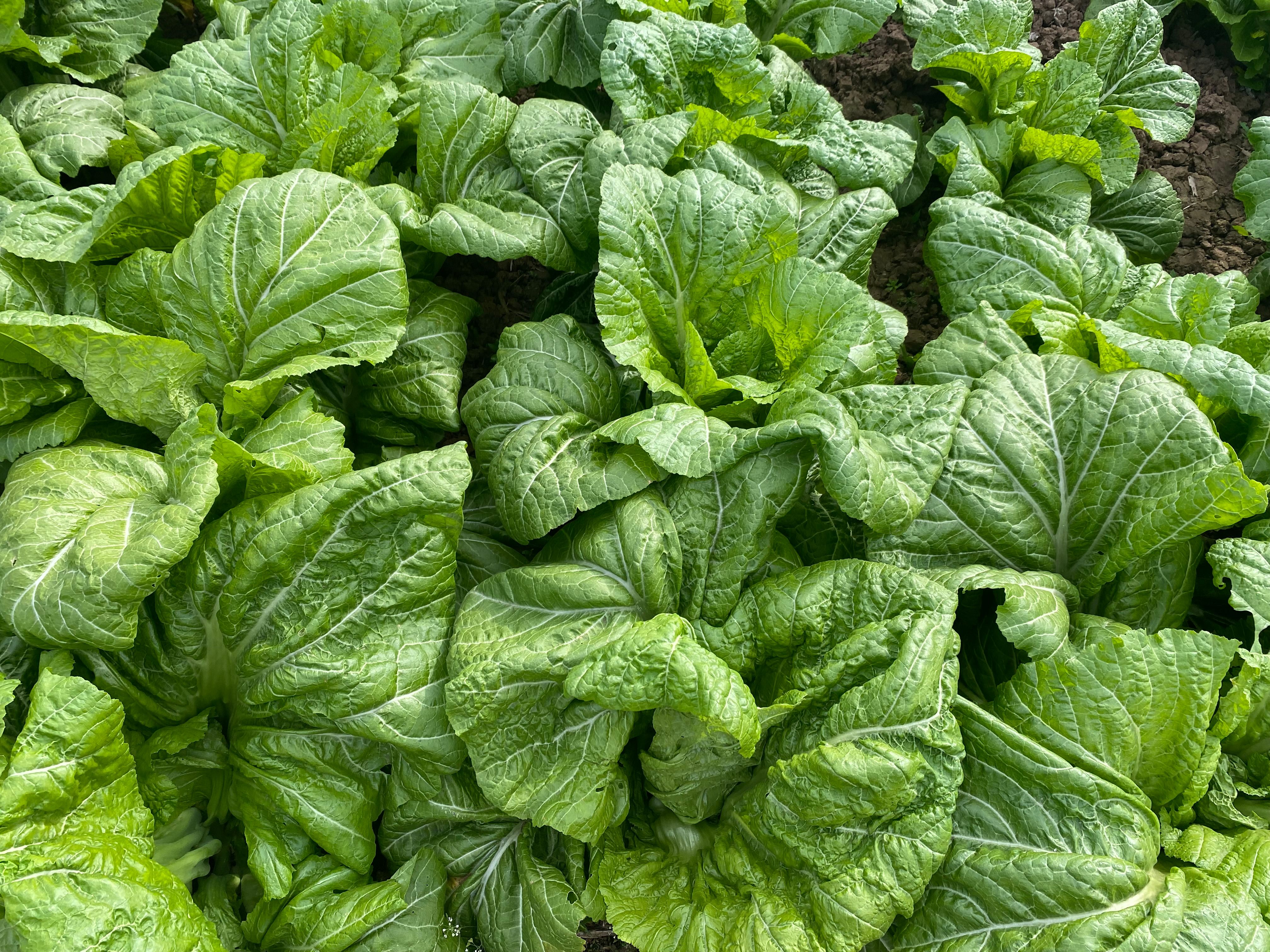 四川泡青菜种子宽帮青菜种子酸菜种子鲜食腌制两用泡菜厂收专用