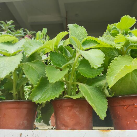 漳州左手香大叶左手香苗到手香苗可食用薄荷苗驱蚊草香草苗碰碰香苗绿