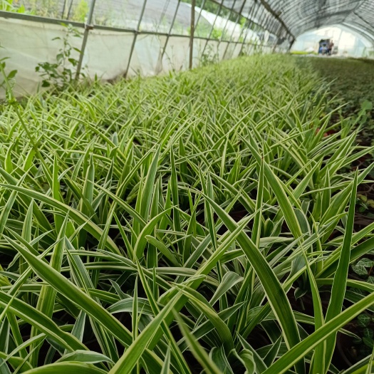 嘉善县120杯金边吊兰（40000大量出售）