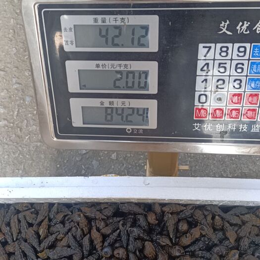 河池山坑螺，钮螺