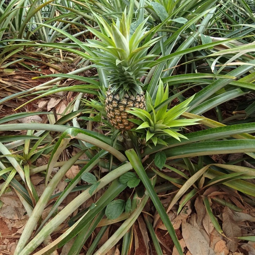 景洪市金钻凤梨