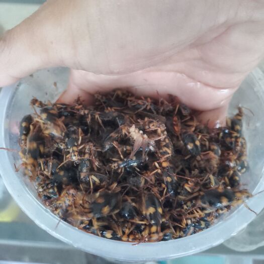 资兴市昆虫标本