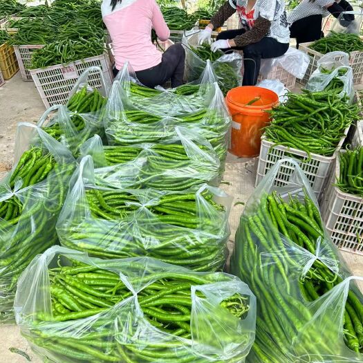 秀山重庆高山辣椒大量上市中