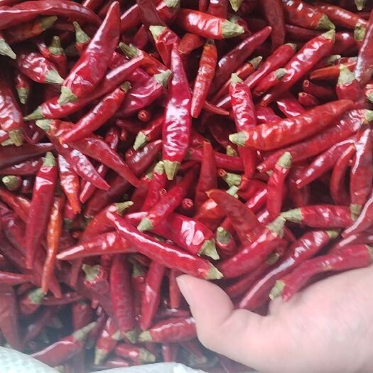 大方县各种贵州干辣椒：满天星，二荆条，艳椒等！