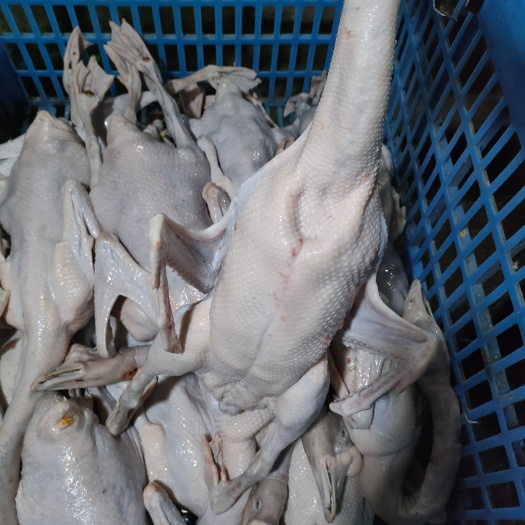 东莞市乌棕鹅