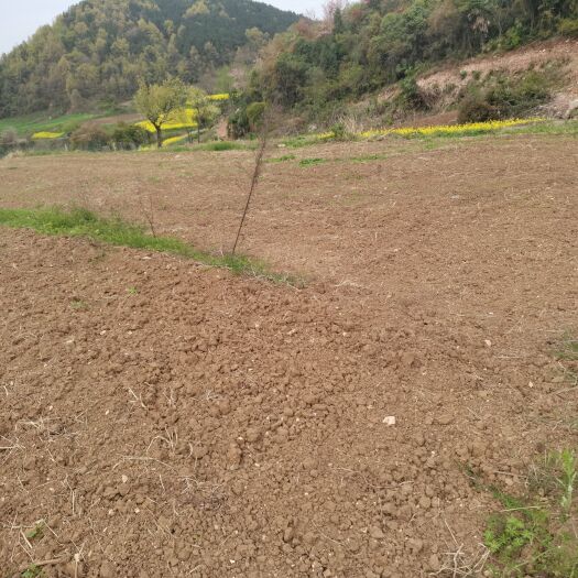汉中土地