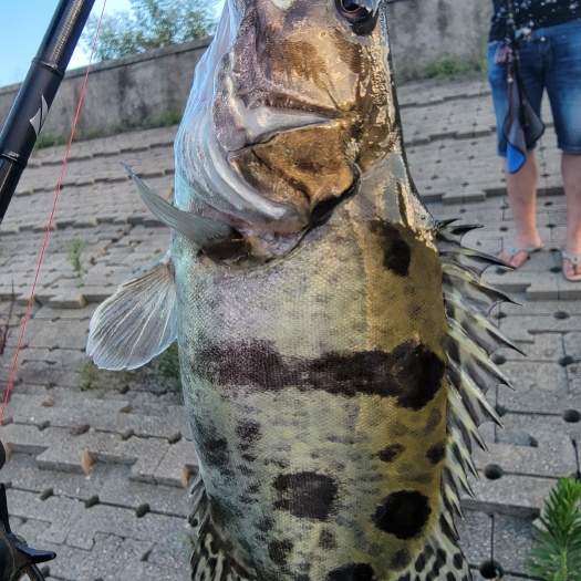 平邑县鳜鱼