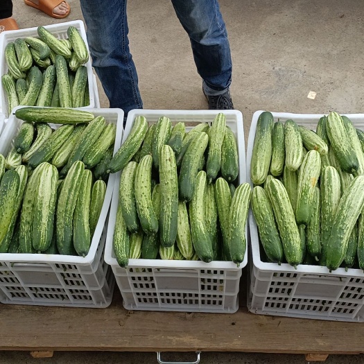 利川市大量反季节杂菜上市