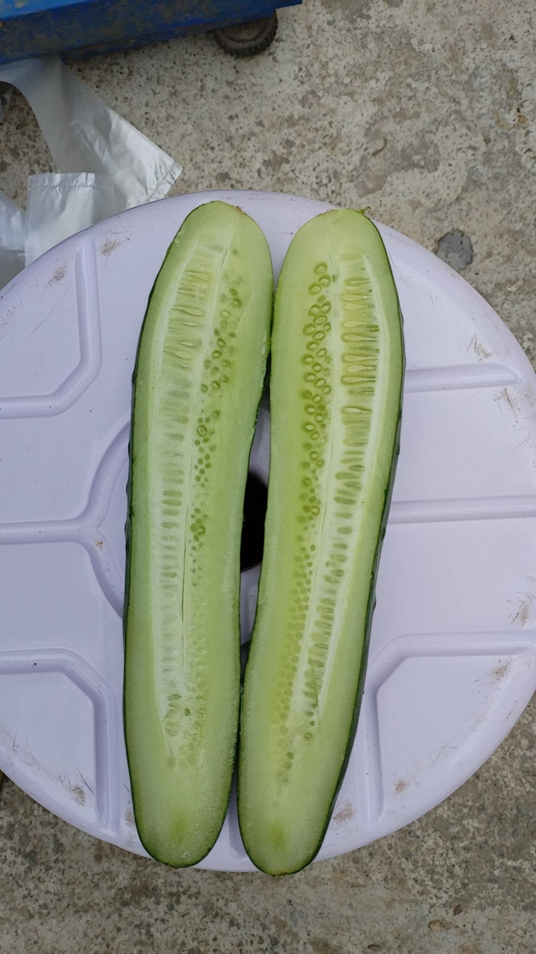 旱黄瓜 燕白黄瓜。产地直发 现摘现发 欢迎来电咨询