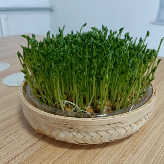 廊坊活体豌豆苗