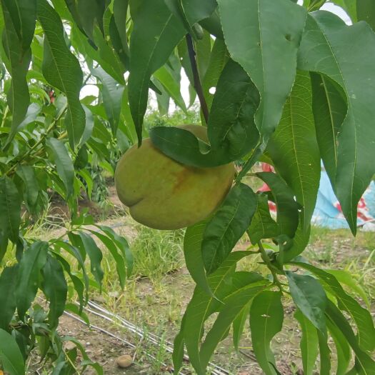 天门市锦绣黄桃