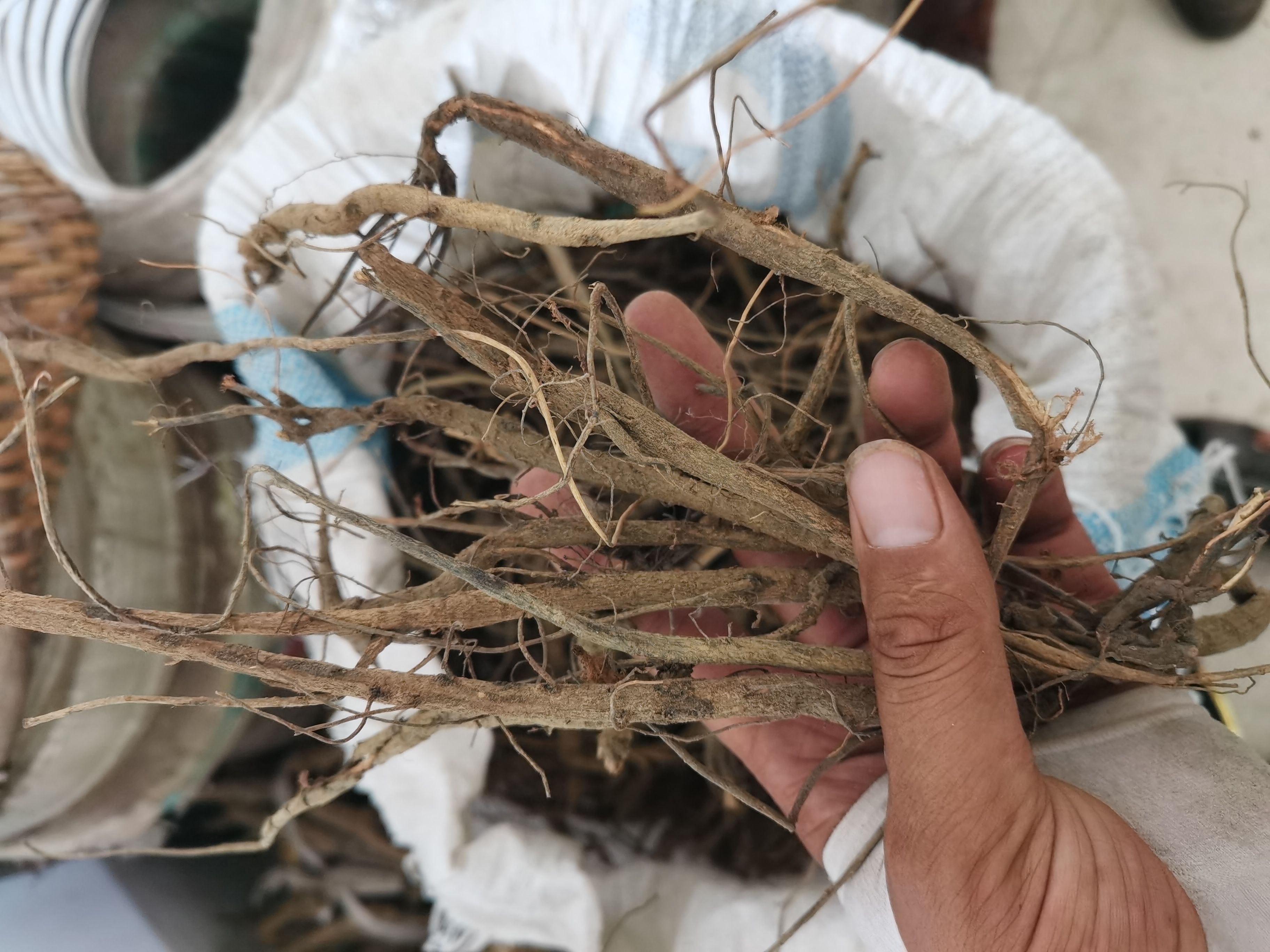 贵州深山千斤拔  一条根 钉地根 千金拨 荷包草 干货