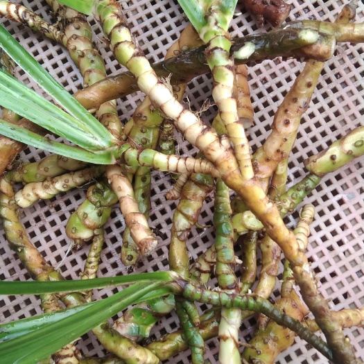 纳雍县石菖蒲贵州石菖蒲现挖新鲜