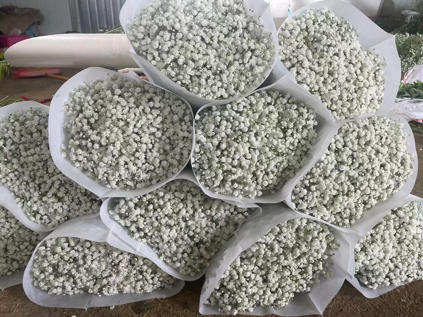 满天星云南昆明基地直发，质量上乘