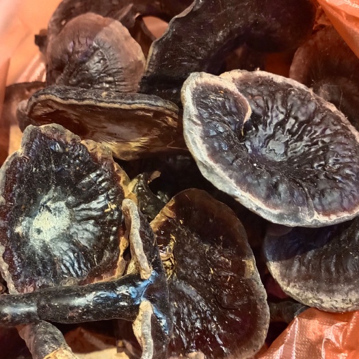 英德市灵芝