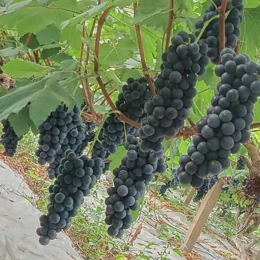 邛崃市夏黑阳光玫瑰葡萄
