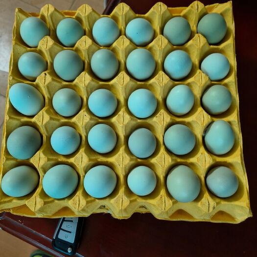 钟祥市宝强绿 480枚精品绿壳蛋，净重39斤