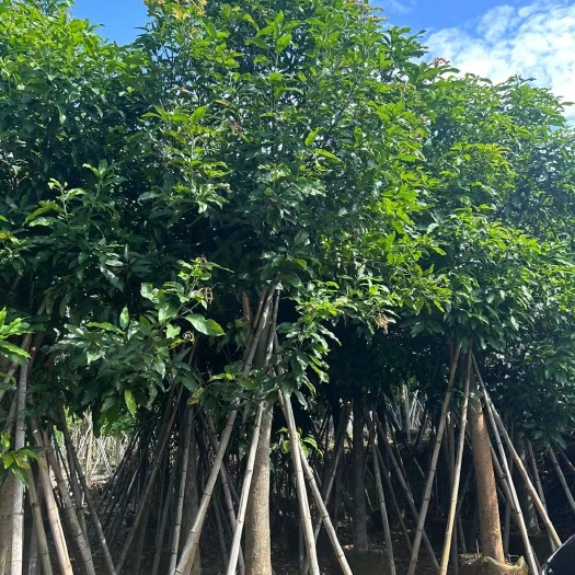 漳州芒果树 工程芒 绿化芒
