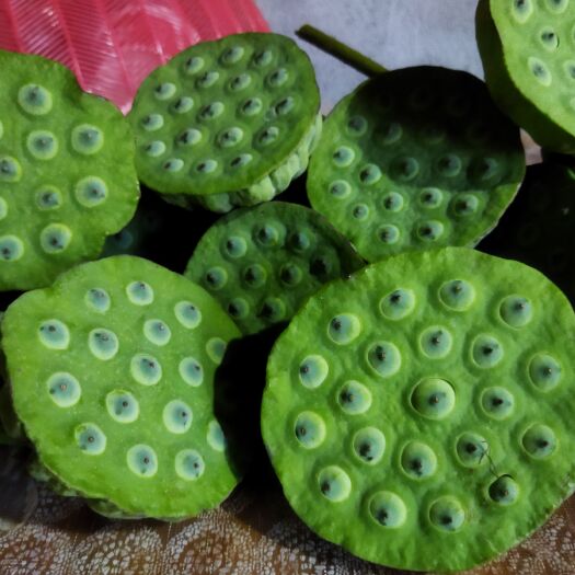 祁阳市新鲜鱼塘莲蓬，大个，饱满，