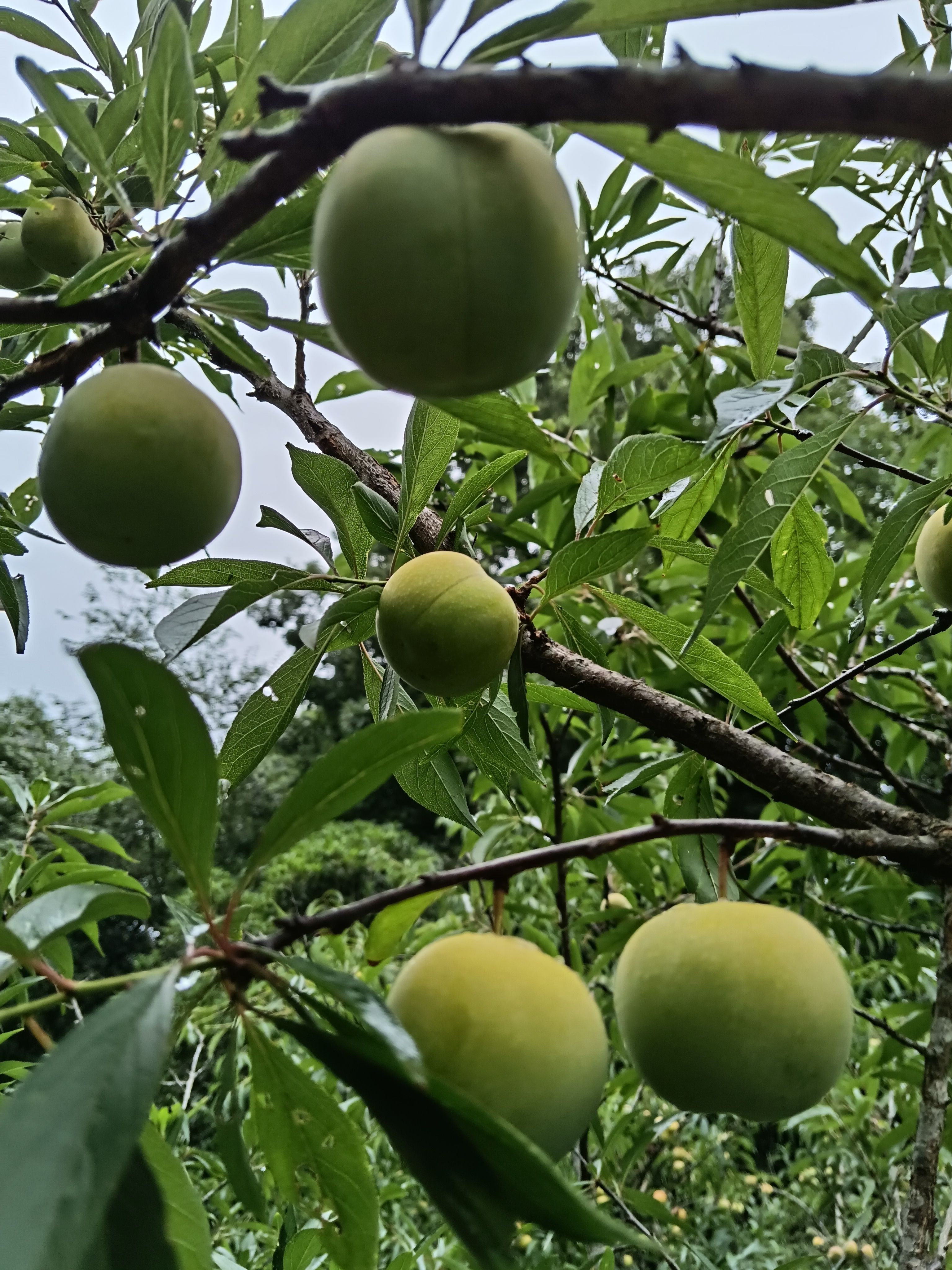 宜宾叙州区茵红李半边红李