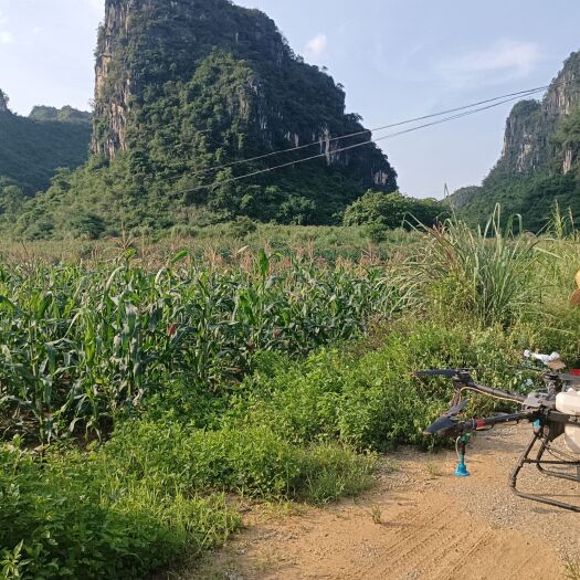 大新县青贮玉米，全株玉米