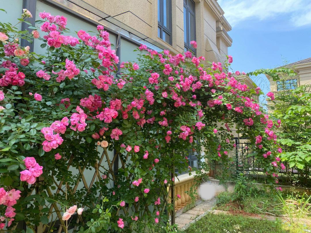蔷薇苗藤本月季