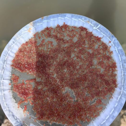 运城运城天然丰年虫