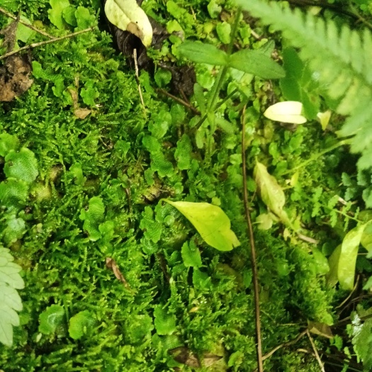 通化青苔藓