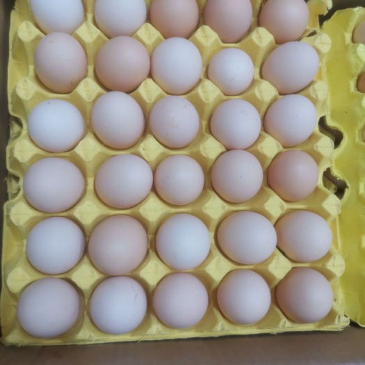 馆陶县全规格粉蛋