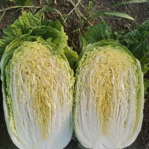 肇州县黑龙江大庆肇州县黄心大白菜上市了