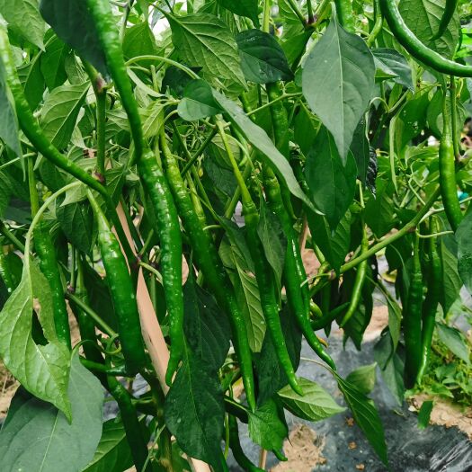 石阡县3号线椒，门椒，头椒上市，随时可采，青辣椒