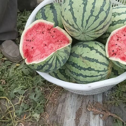 唐山麒麟瓜