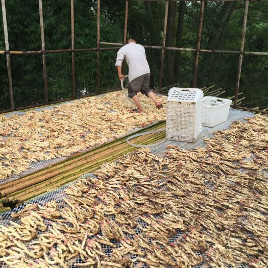 犍为县犍为麻柳姜菜姜种植基地