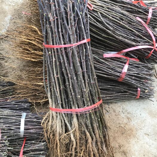 泰安大红袍花椒苗 基地直发  保湿邮寄  量大优惠   保证品质