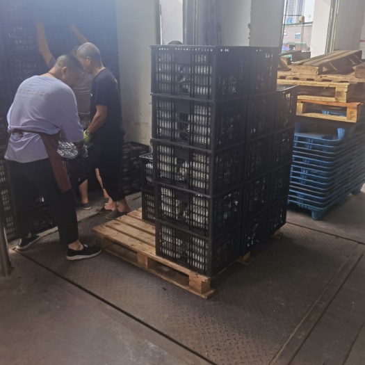 重庆市丝瓜