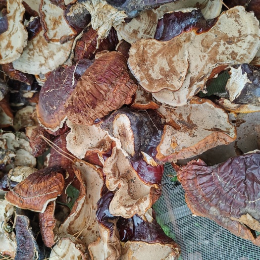 拜泉县松山灵芝