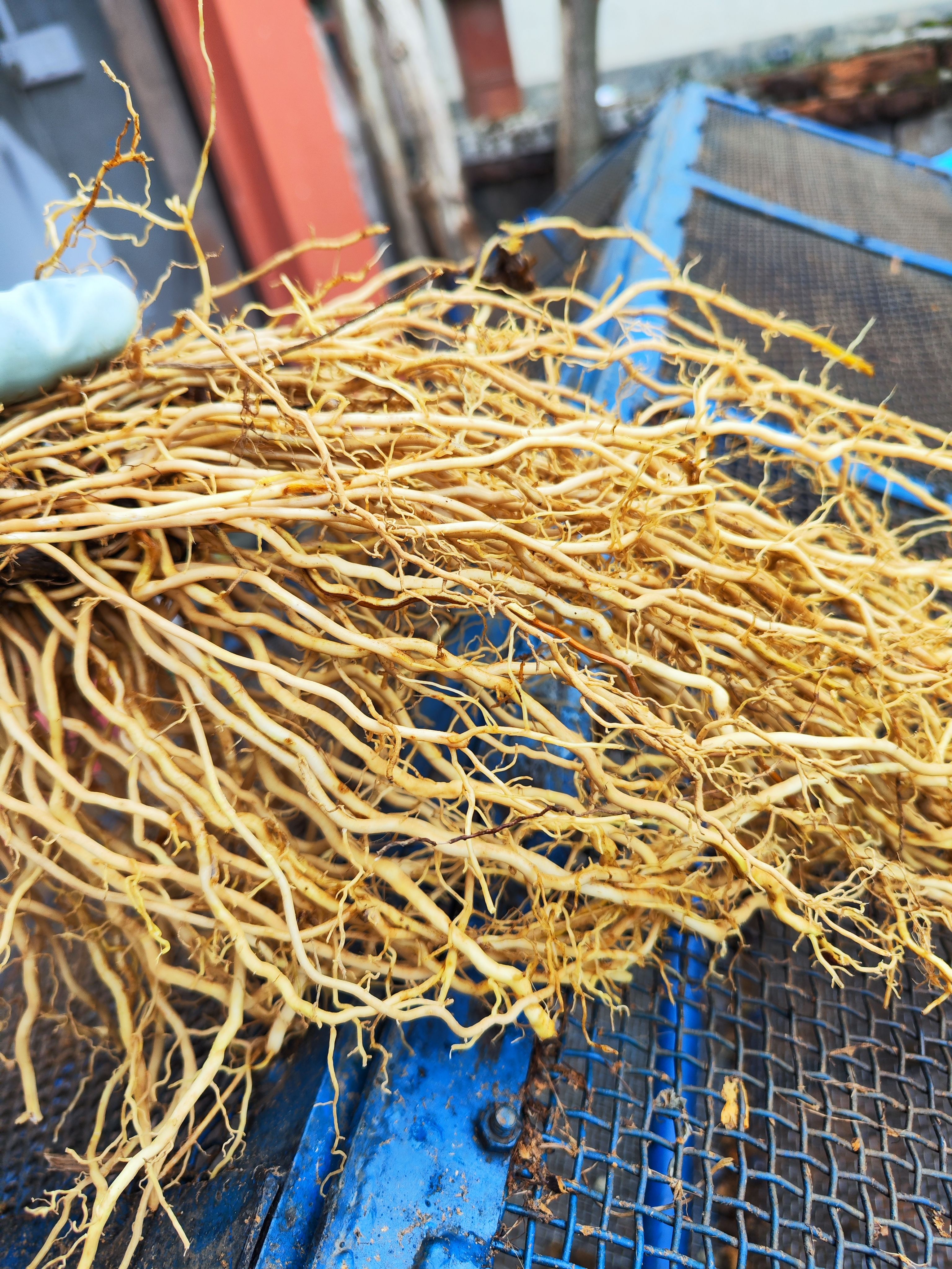 贵州牛尾菜，大伸筋草，龙须菜，草菝葜！产地一手货源