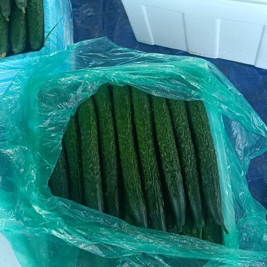 安顺黄瓜