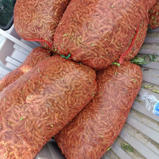 精品绿宝石毛豆