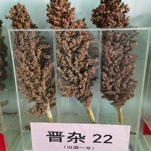 金华现货供应高粱种子