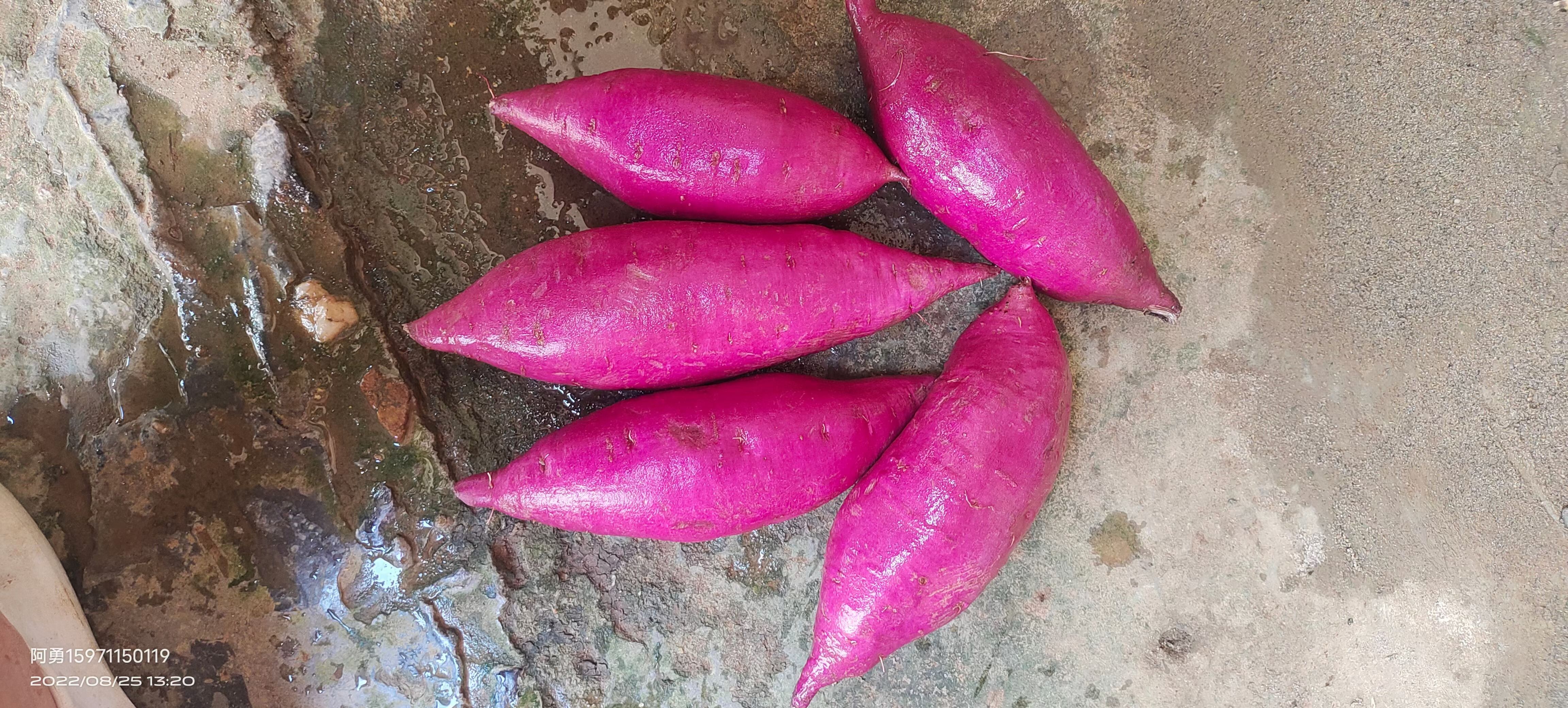 紫罗兰小花叶二代，可接水洗圆球，电商，市场工厂，大量供应