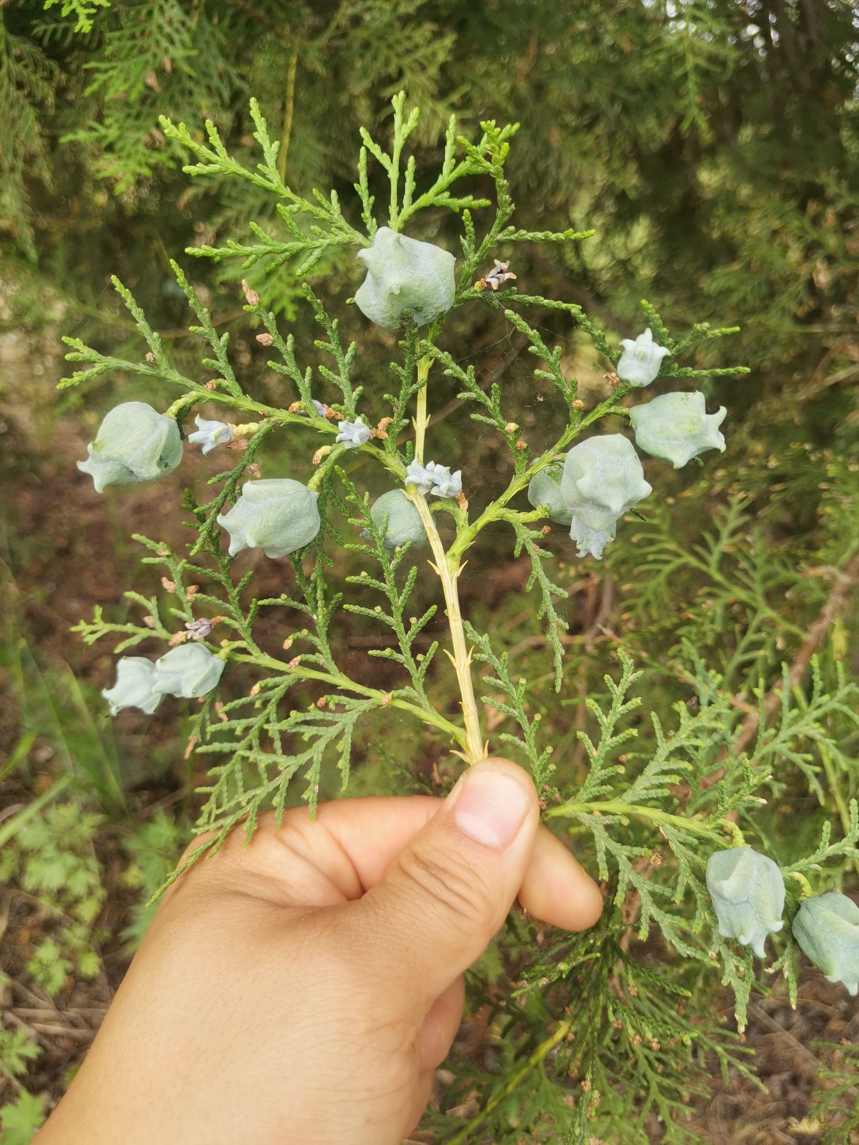 甘肃陇南侧柏籽
